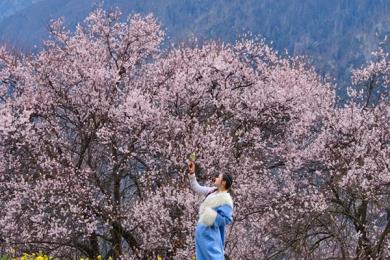 两人去西藏花费得要多少？