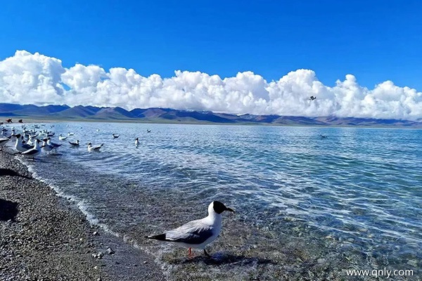 周口去西藏旅游一周要花多少钱