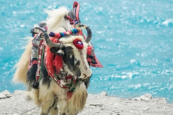 中山去西藏旅游一周大概多少钱